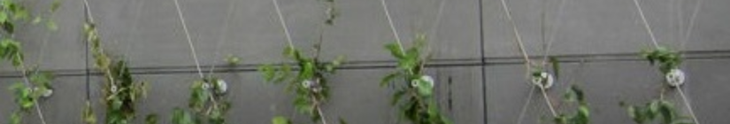 Kit de vegetalización